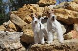 FOX TERRIER 103